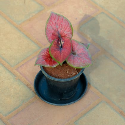 Buy Caladium / Heart Of Jesus Red in 5 Inch Nursery Pot With Tray Online | Urvann.com