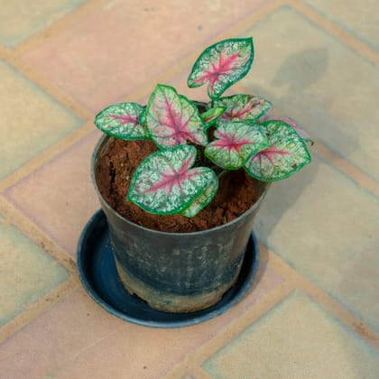 Buy Caladium / Heart Of Jesus Green in 5 Inch Nursery Pot With Tray Online | Urvann.com