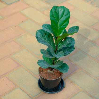 Buy Fiddle Leaf Fig / Ficus Lyrata in 5 Inch Nursery Pot With Tray Online | Urvann.com