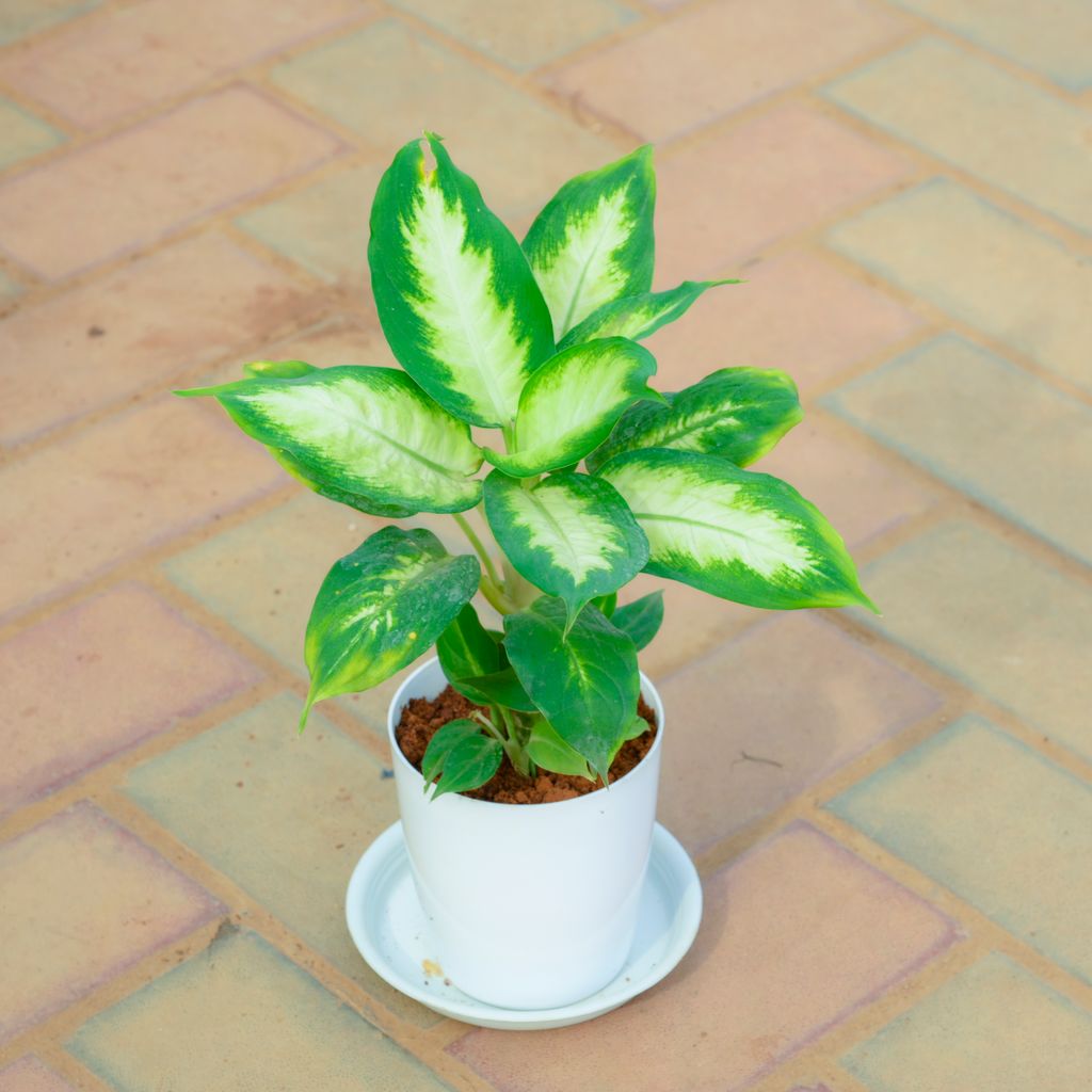 Dieffenbachia Dumbcane in 5 Inch White Premium Sphere Plastic Pot with Tray