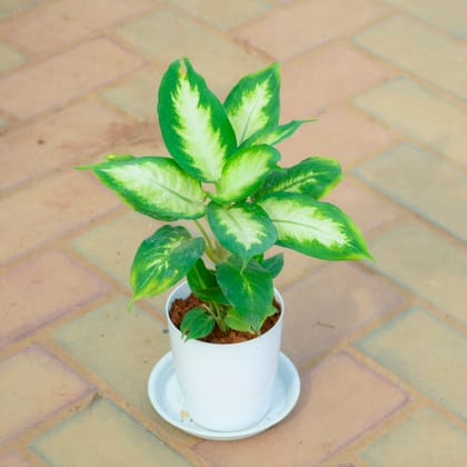 Buy Dieffenbachia Dumbcane in 5 Inch White Premium Sphere Plastic Pot with Tray Online | Urvann.com