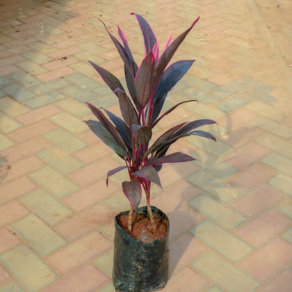 Buy Dracaena Mahatma in 8 Inch Nursery Bag Online | Urvann.com