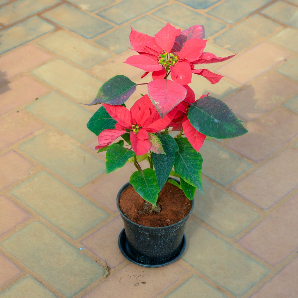 Poinsettia / Christmas Flower Red in 5 Inch Nursery Pot With Tray