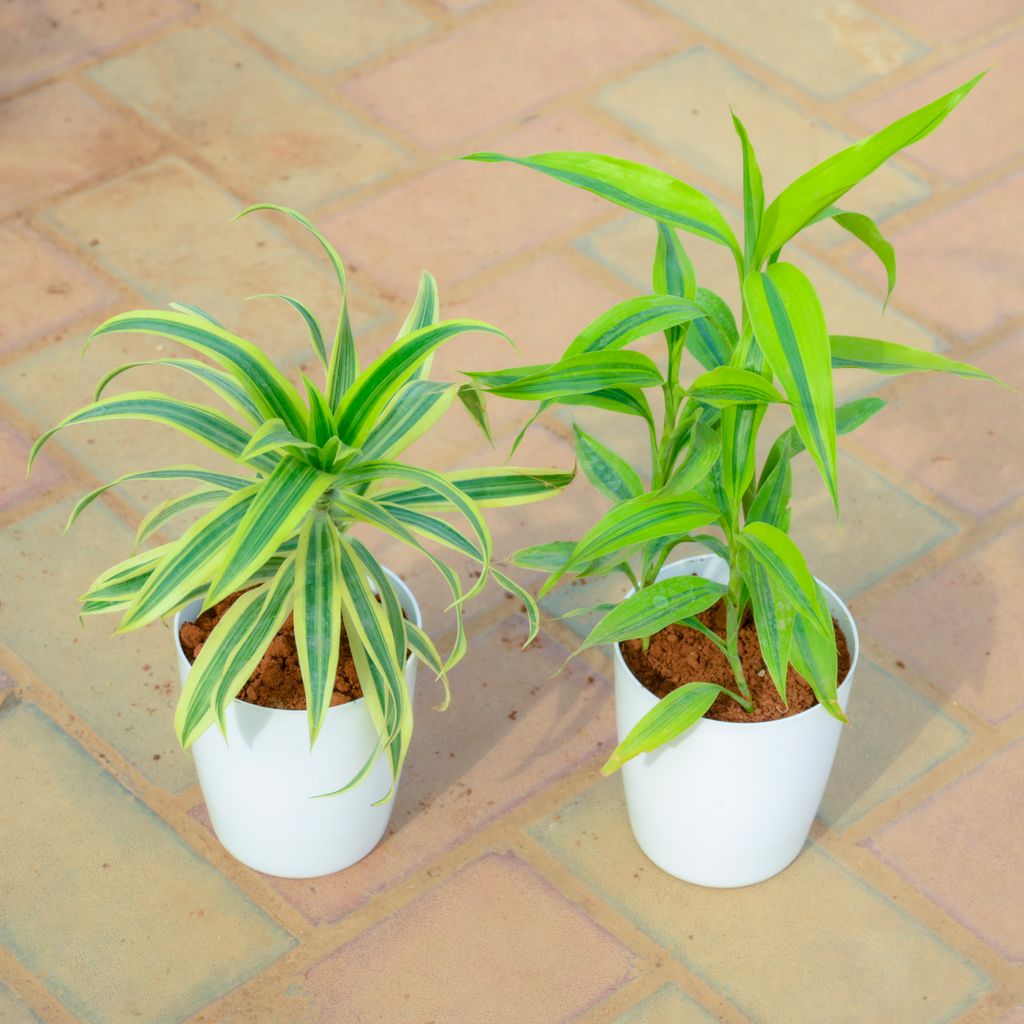 Set Of 2 - Song Of India & Soil Bamboo in 5 Inch White Premium Sphere Plastic Pot