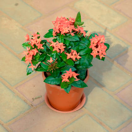 Buy Ixora Red in 5 Inch Red Nursery Pot With Tray Online | Urvann.com