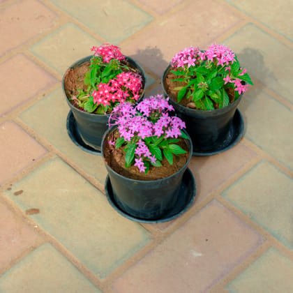 Buy Set Of 3 - Pentas (Pink & Purple) in 5 Inch Nursery Pot With Tray Online | Urvann.com