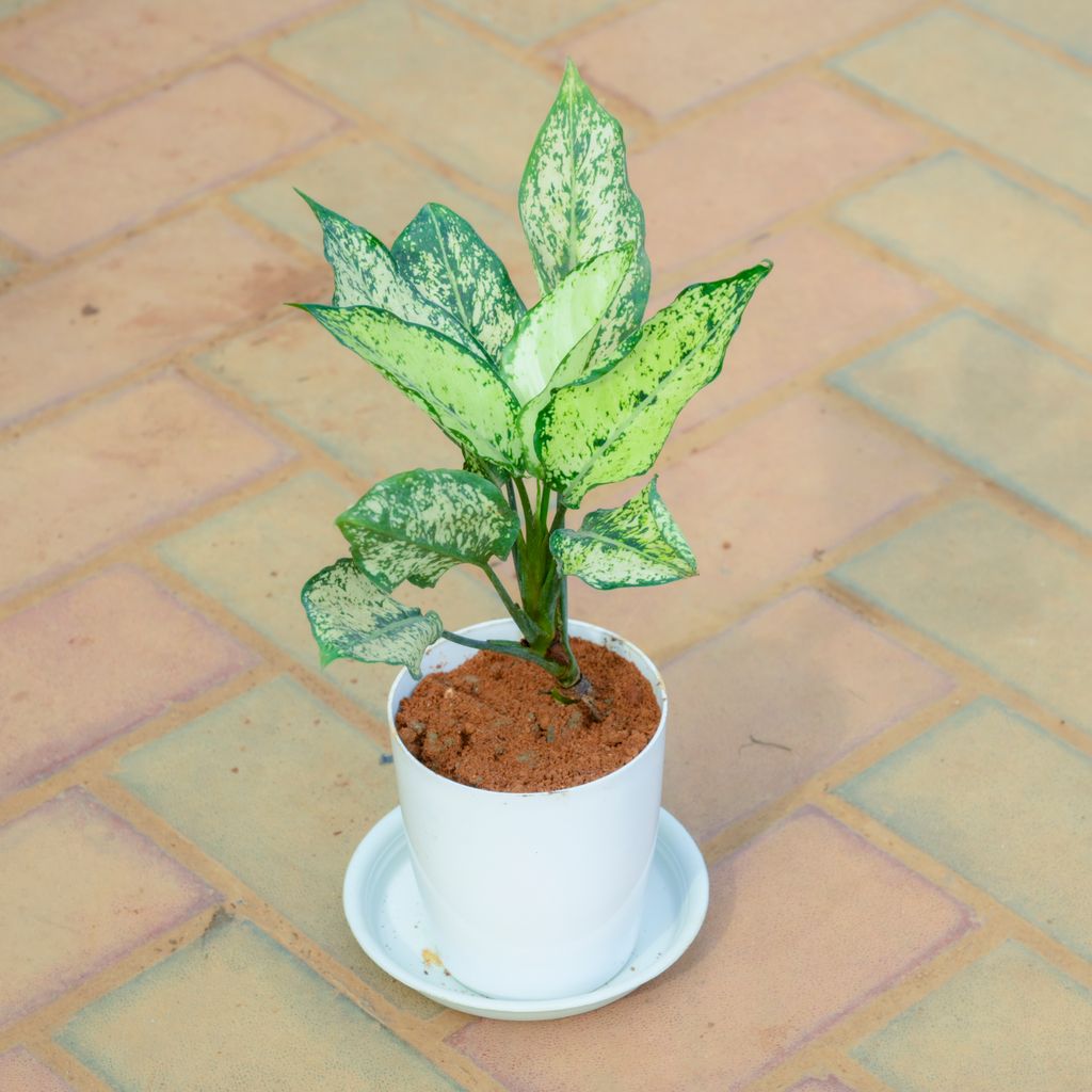 Aglaonema Snow White in 5 Inch White Premium Sphere Plastic Pot with Tray