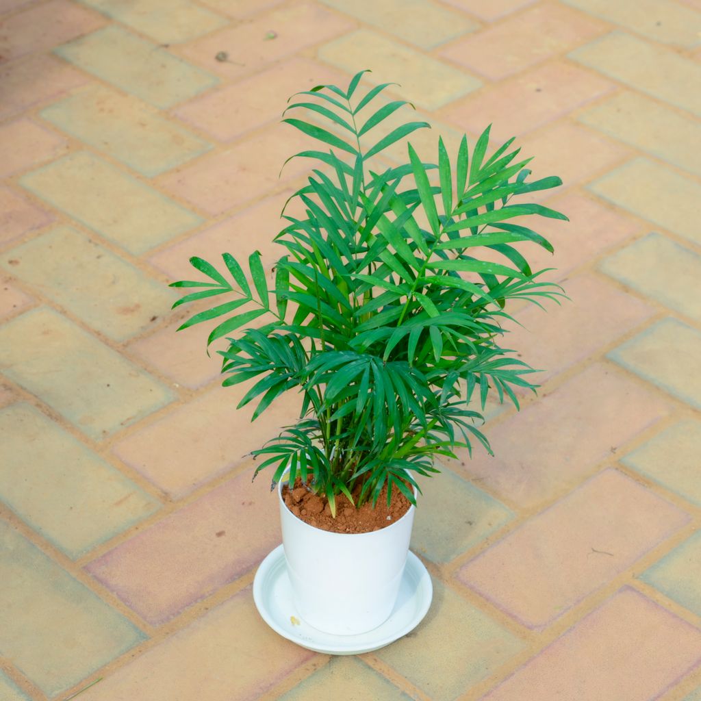 Chamaedorea Palm in 5 Inch White Premium Sphere Plastic Pot with Tray