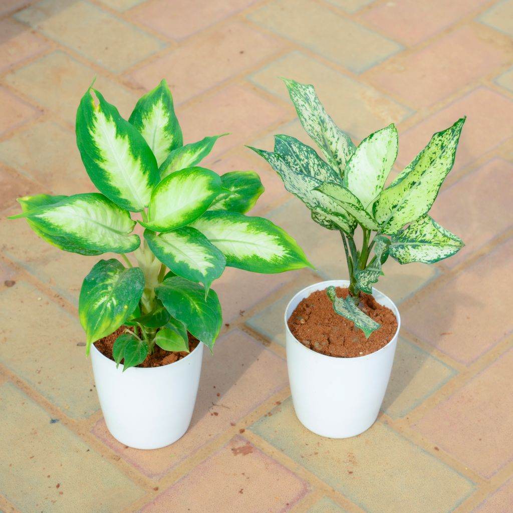 Set Of 2 - Dieffenbachia Dumbcane & Aglaonema Snow White in 5 Inch White Premium Sphere Plastic Pot