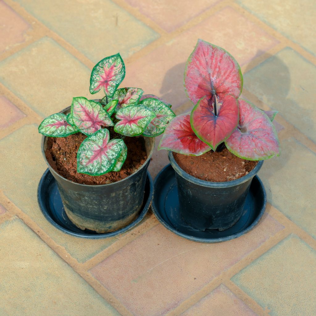 Set Of 2 - Caladium / Heart Of Jesus Red & Green in 5 Inch Nursery Pot With Tray