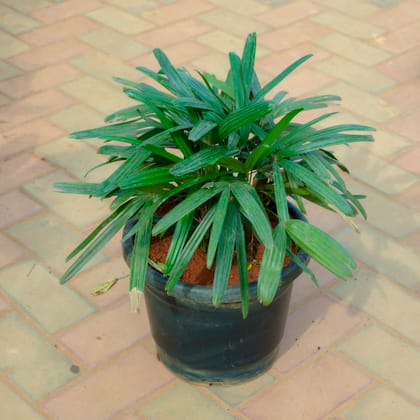 Buy Raphis Palm in 10 Inch Nursery Pot With Tray Online | Urvann.com