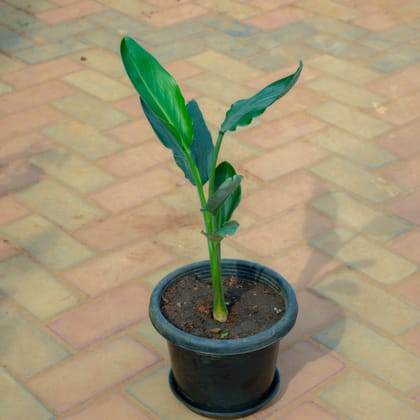 Buy Bird Of Paradise in 10 Inch Nursery Pot With Tray Online | Urvann.com