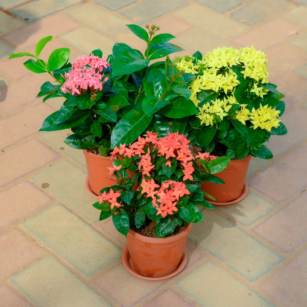 Set Of 3 - Chinese Ixora (Pink & Yellow) in 5 Inch Red Nursery Pot With Tray