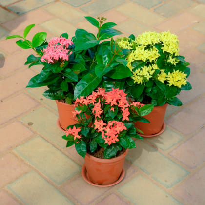 Buy Set Of 3 - Chinese Ixora (Pink & Yellow) in 5 Inch Red Nursery Pot With Tray Online | Urvann.com