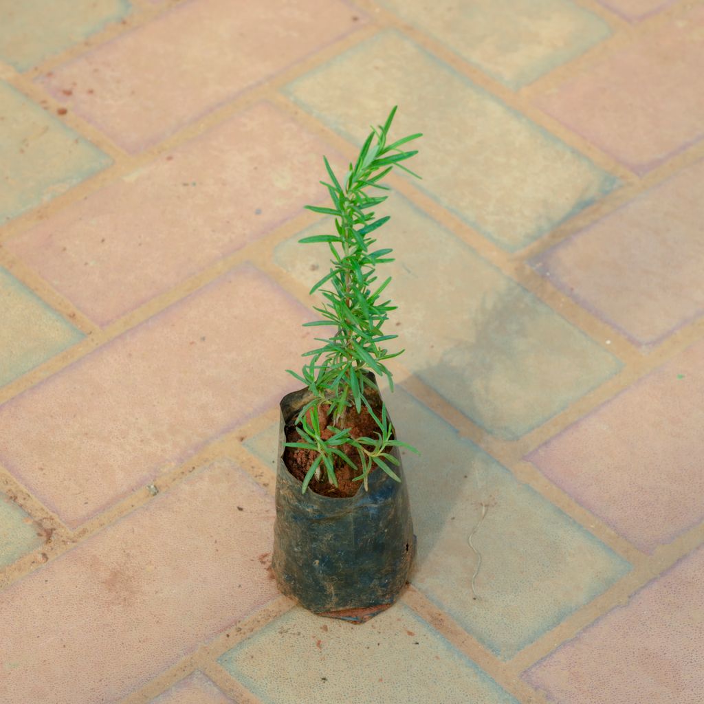 Rosemary in 4 Inch Nursery Bag