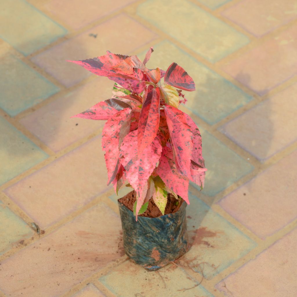 Acalypha Red in 4 Inch Nursery Bag