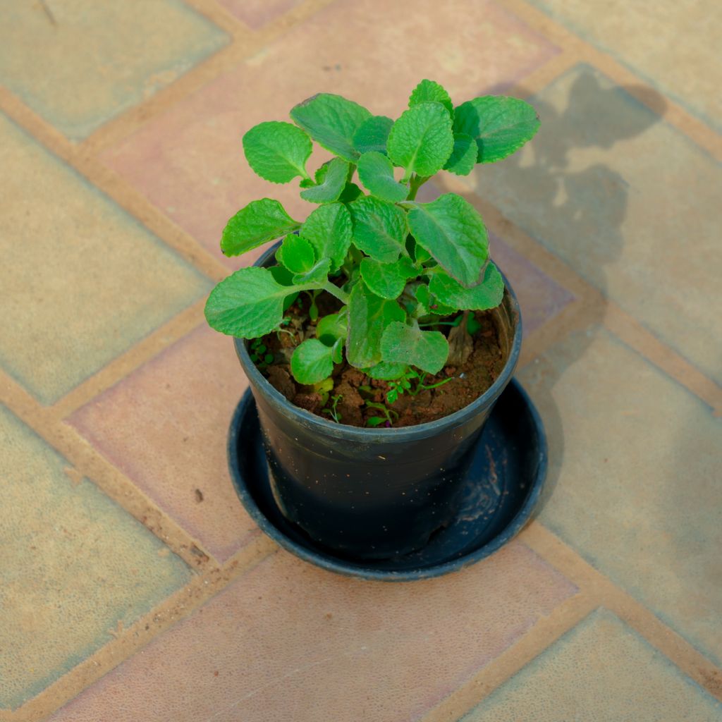 Ajwain Plant in 4 Inch Nursery Pot With Tray