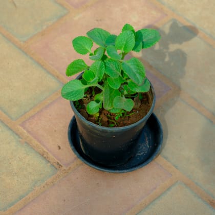 Buy Ajwain Plant in 4 Inch Nursery Pot With Tray Online | Urvann.com