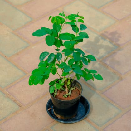 Buy Aparajita / Asian Pigeonwings (Any Colour)  in 4 Inch Nursery Pot With Tray Online | Urvann.com