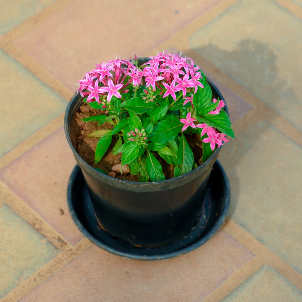 Pentas Pink in 5 Inch Nursery Pot With Tray