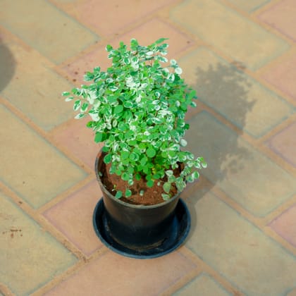 Buy Vishnu Bush in 5 Inch Nursery Pot With Tray Online | Urvann.com