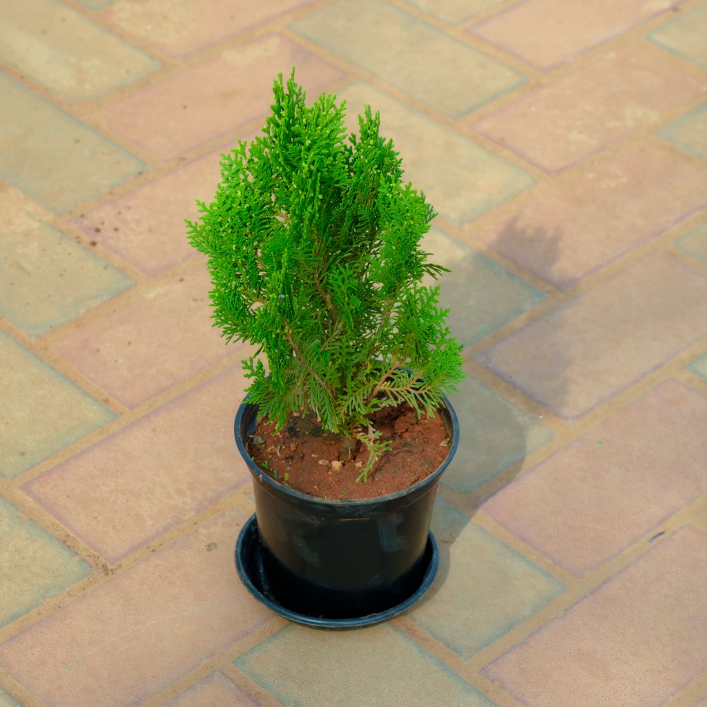 Thuja Morpankhi in 5 Inch Nursery Pot With Tray