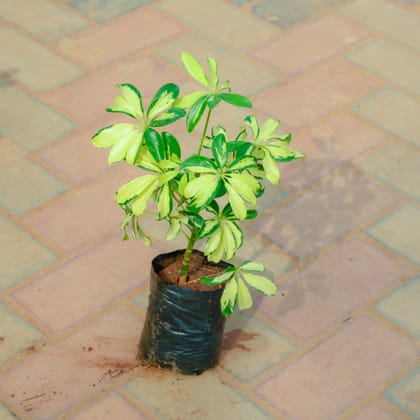 Buy Schefflera Green White in 4 Inch Nursery Bag Online | Urvann.com