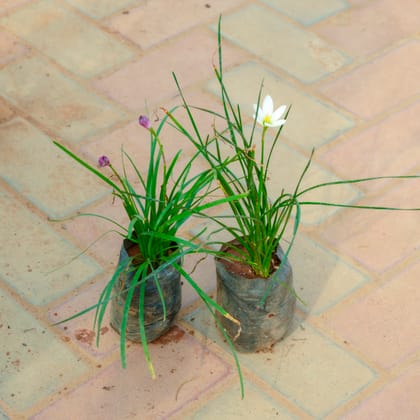 Buy Set Of 2 - Rain Lily (Any Colour) in 3 Inch Nursery Bag Online | Urvann.com