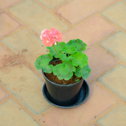 Buy Geranium (Any Colour) in 4 Inch Nursery Pot With Tray Online | Urvann.com