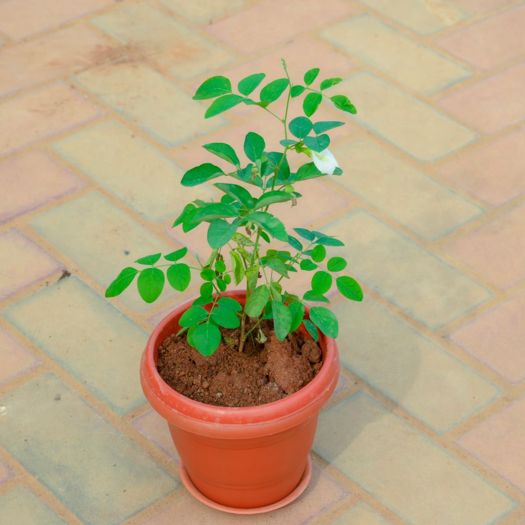 Aparajita / Asian Pigeonwings (Any Colour)  in 7 Inch Terracotta Red Classy Plastic Pot With Tray