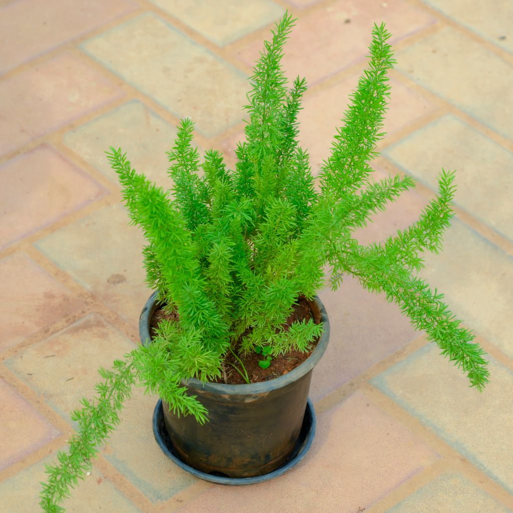 Asparagus Mayuri in 5 Inch Nursery Pot With Tray