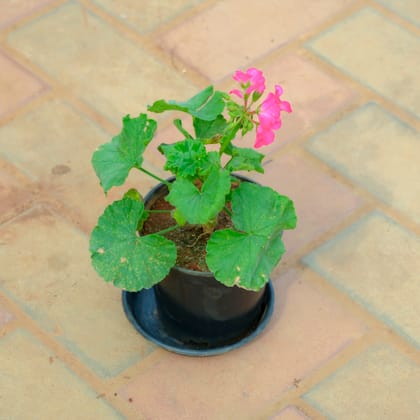 Buy Geranium (Any Colour) in 5 Inch Nursery Pot With Tray Online | Urvann.com