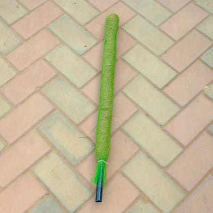 Buy Moss Stick - 3 Ft Online | Urvann.com