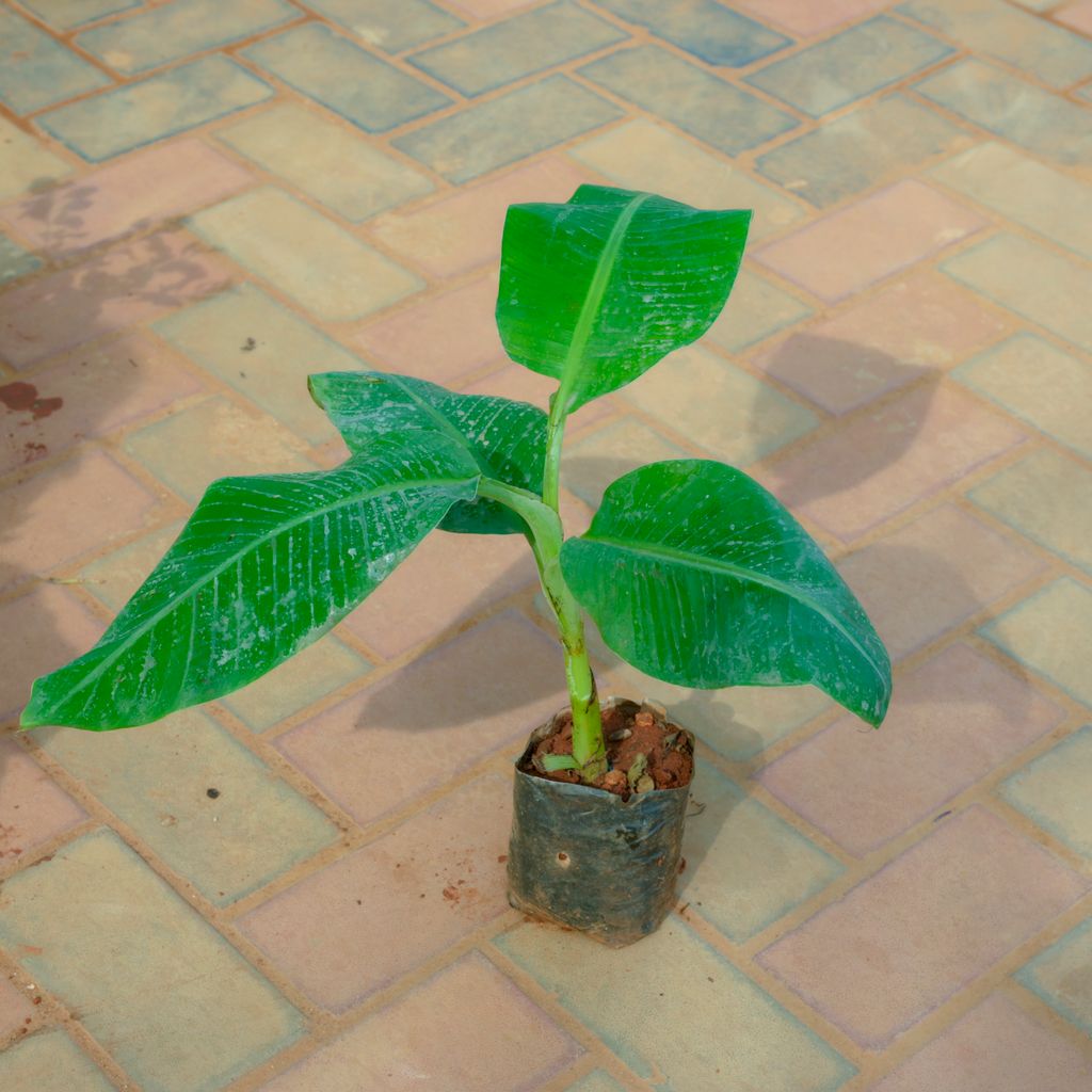 Banana / Kela Plant  in 4 Inch Nursery Bag