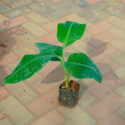 Buy Banana / Kela Plant  in 4 Inch Nursery Bag Online | Urvann.com