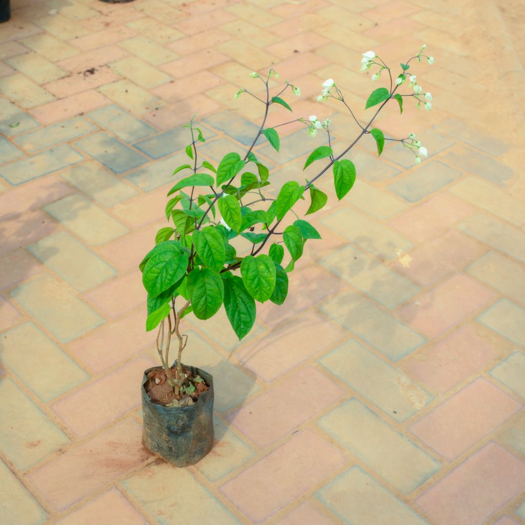 Bleeding Heart (Any Colour) in 5 Inch Nursery Bag