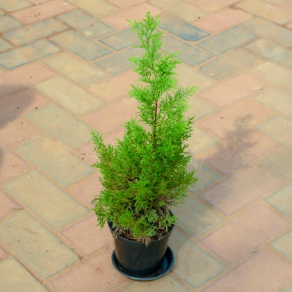 Buy Golden Cypress in 5 Inch Nursery Pot With Tray Online | Urvann.com