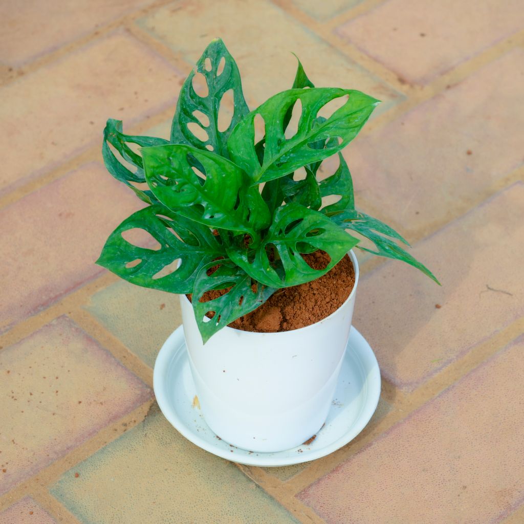 Monstera Broken Heart in 5 Inch White Premium Sphere Plastic Pot with Tray