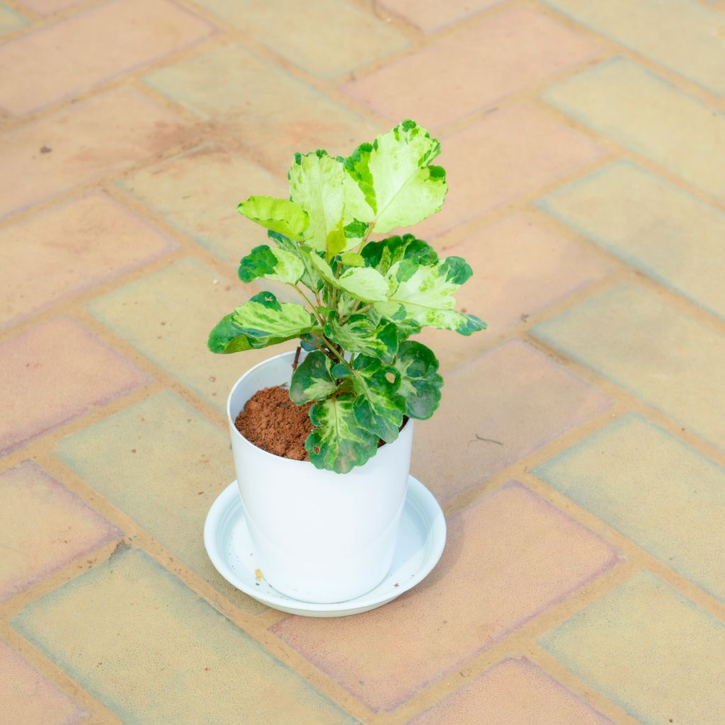 Aralia Green White in 5 Inch White Premium Sphere Plastic Pot with Tray