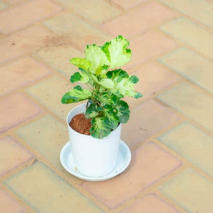 Buy Aralia Green White in 5 Inch White Premium Sphere Plastic Pot with Tray Online | Urvann.com