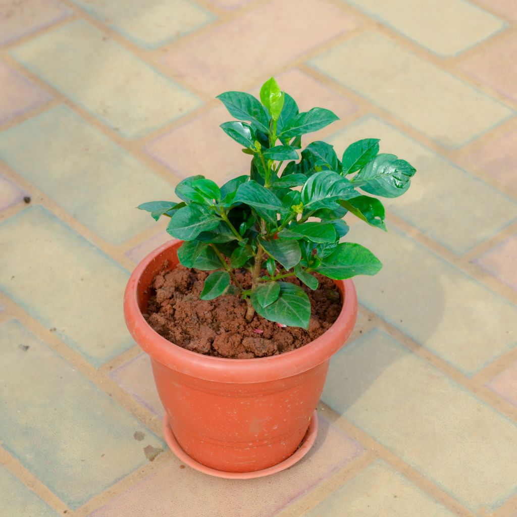 Gardenia / Gandhraaj (Any Colour) in 7 Inch Terracotta Red Classy Plastic Pot With Tray