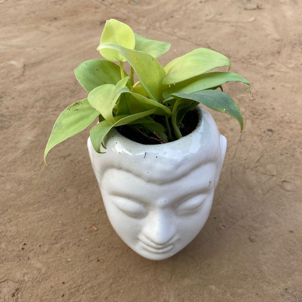 Oxycardium Golden  in 6 Inch White Premium Buddha Plastic Pot