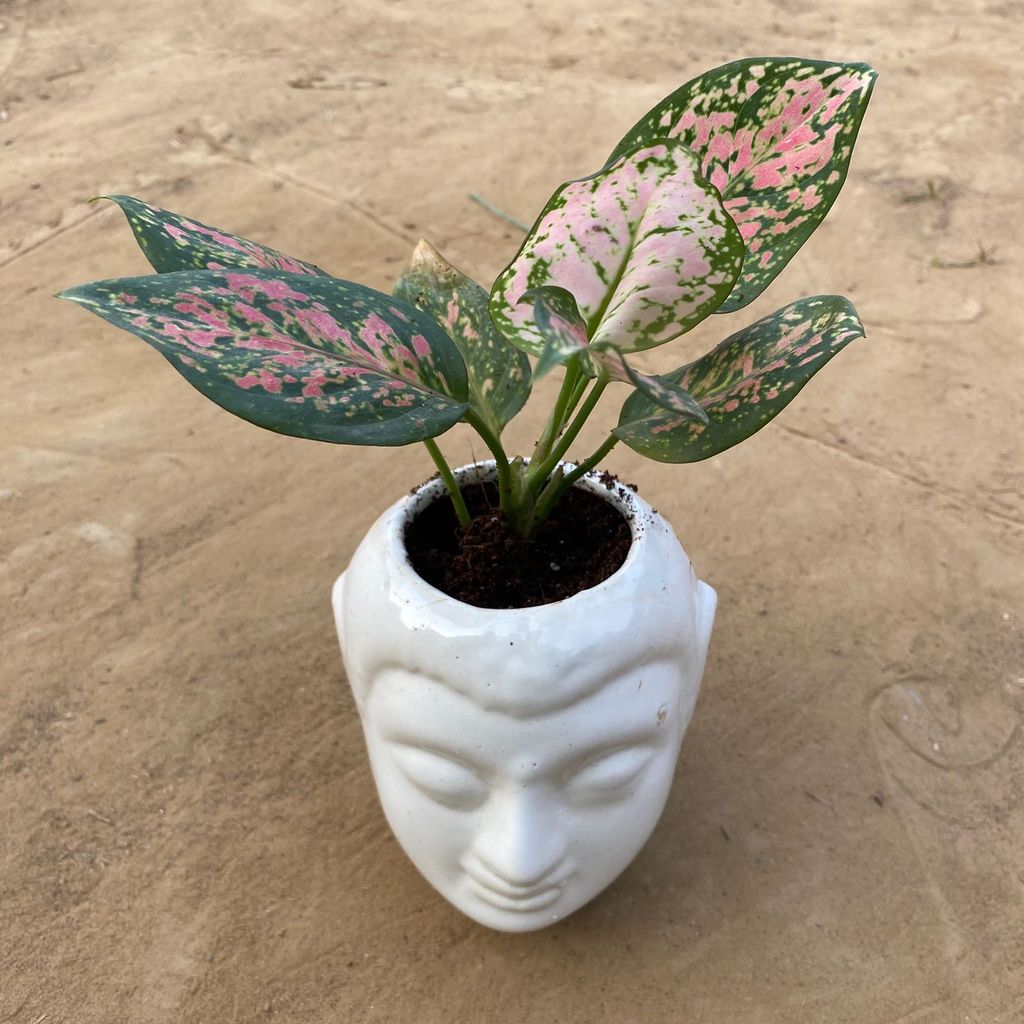 Aglaonema Pink  in 6 Inch White Premium Buddha Plastic Pot