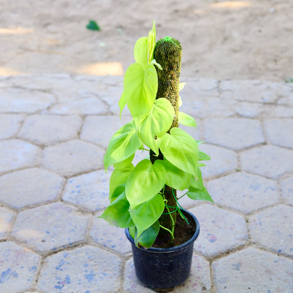 Oxycardium Golden with 2 Ft Moss Stick in 7 Inch Nursery Pot