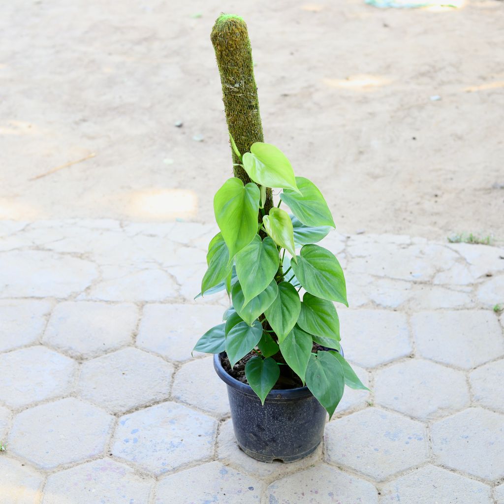 Oxycardium Green with 3 Ft Moss Stick in 10 Inch Nursery Pot