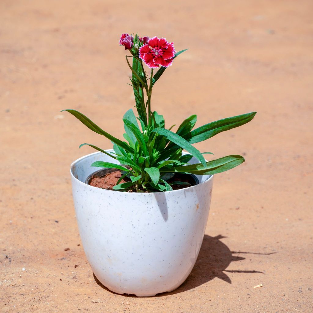 Dianthus (Any Colour) in 4 Inch White Premium Orchid Round Plastic Pot