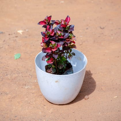 Buy Alternanthera Red in 4 Inch White Premium Orchid Round Plastic Pot Online | Urvann.com