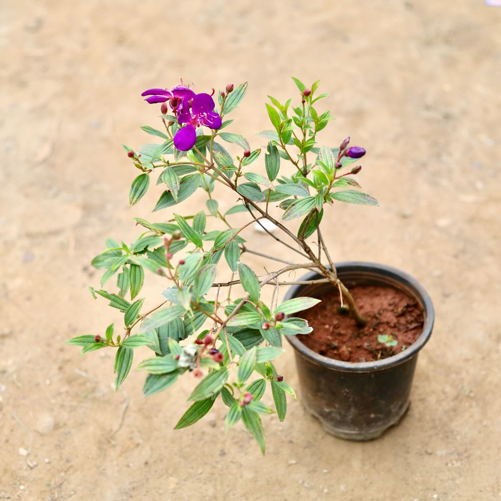 Begum Bahar (Any Colour) in 6 Inch Nursery Pot