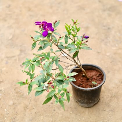 Buy Begum Bahar (Any Colour) in 6 Inch Nursery Pot Online | Urvann.com