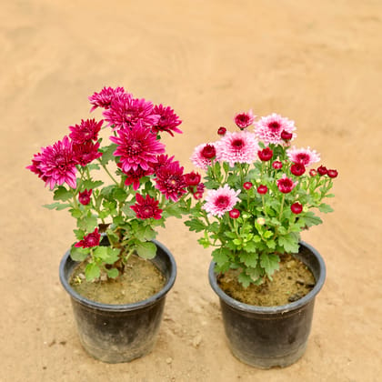 Buy Set Of 2 - Chrysanthemum / Guldawari / Guldaudi (Any Colour) in 6 Inch Nursery Pot Online | Urvann.com